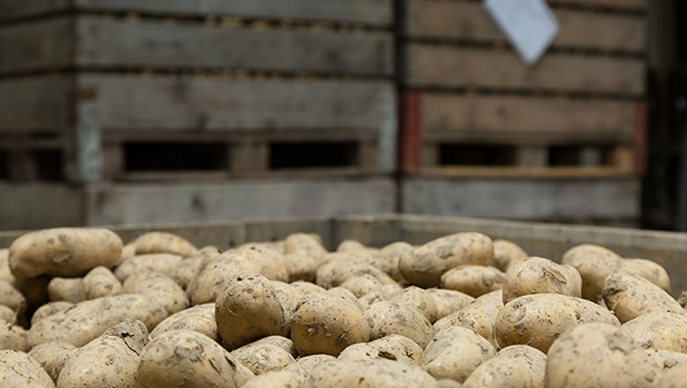 Lagerung Kartoffeln Lagerung Kartoffeln