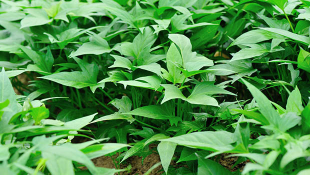 Suesskartoffel Anbau Herkunft Pflanze Suesskartoffel Anbau Herkunft Pflanze